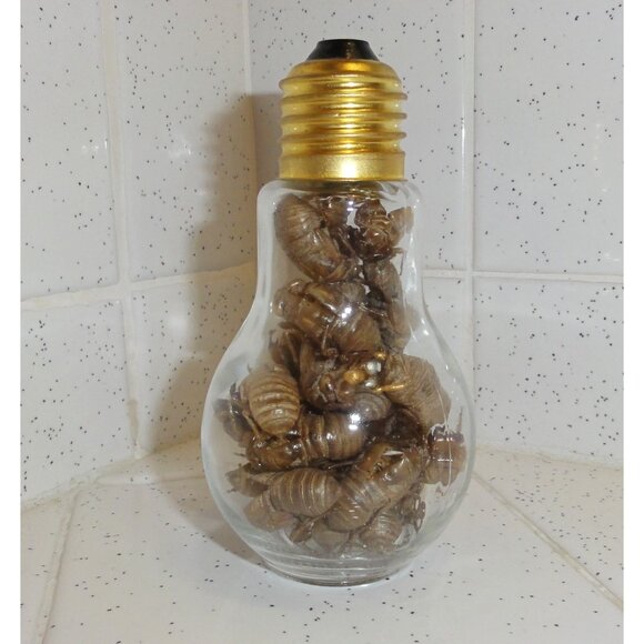 Glass Lightbulb Jar full of 27 Cicada Skins oddity curiosity goth taxidermy - Picture 1 of 16